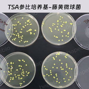 胰蛋白胨大豆琼脂（TSA）（参比培养基）-藤黄微球菌/