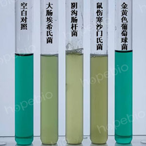 不同质控菌株在肠道菌增菌肉汤(EE)培养基的生长状态/
